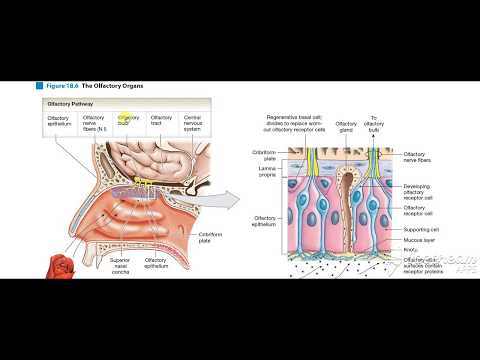 Olfactory nerve in nasal cavity