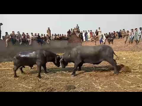 bull 🐂 fighting in Pakistan showing their power 😱😱😱