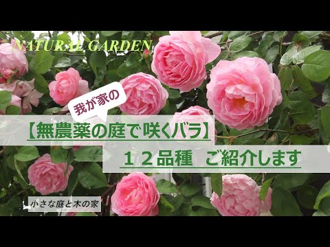 黄色いバラ:庭に最適な12品種 植物