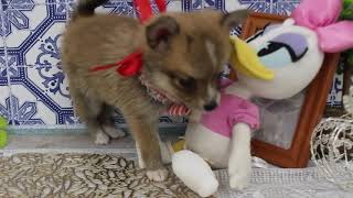 ハーフ犬の動画01