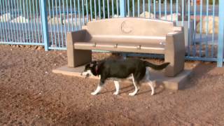 Siberian Husky Shadow and Charlie Montage to Nathan Wills Music