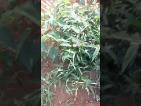 CẦN BÁN 3 LÔ ĐẤT LIỀN KỀ VỊ TRÍ ĐẸP TẠI TP GIA NGHĨA - GIÁ ĐẦU TƯ F0