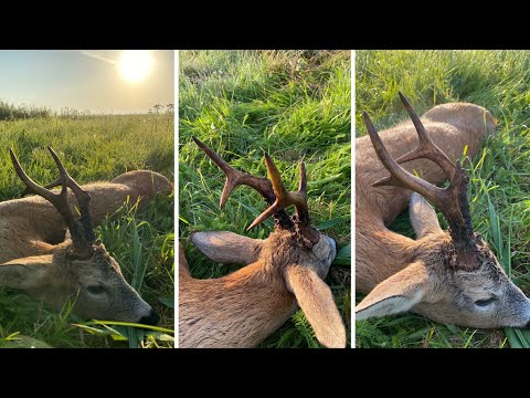 "Kapitale Böcke zur Blattzeit" - Bockjagd in Polen