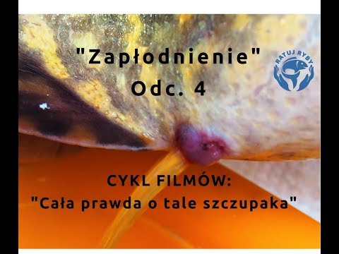 Tajlandia owoce na potencję Leczenie impotencji na Białorusi