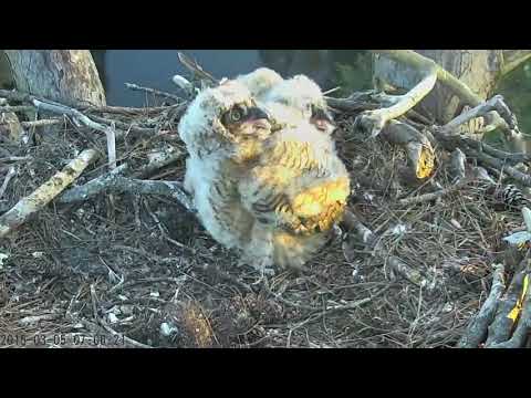 Make Way, Squirrel Coming Through on the Savannah Great Horned Owl Nest  March 5, 2015