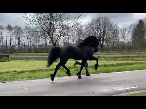 Stal Okkema's Jort - Maurits x Heinse - star stallion - 2011 - 168m