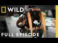 How did the Saber-Tooth Tiger Hunt? (Full Episode) | Lost Beasts Unearthed | Nat Geo Animals