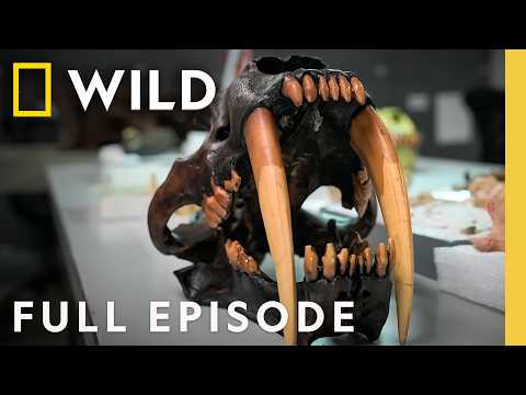How did the Saber-Tooth Tiger Hunt? (Full Episode) | Lost Beasts Unearthed | Nat Geo Animals
