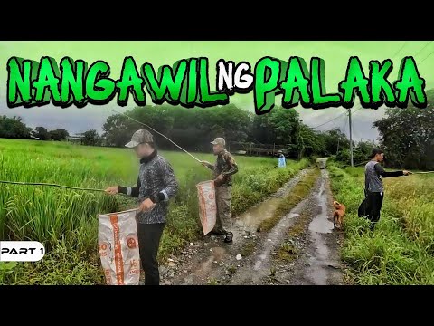 P1-NANGAWIL NG PALAKA - EP1121