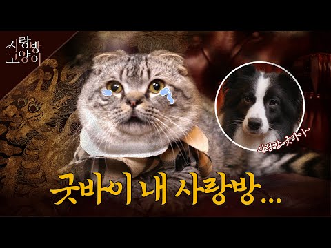 죽음을 초월한 영원한 동반자ㅣ사랑방고양이 6부 (SUB)