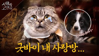죽음을 초월한 영원한 동반자ㅣ사랑방고양이 6부 (SUB)