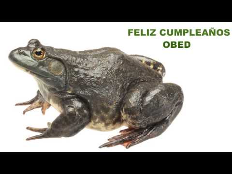 Obed   Animals & Animales - Happy Birthday