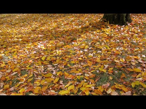 download lagu mp3 mp4 Loupiaux, download lagu Loupiaux gratis, unduh video klip Loupiaux