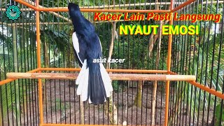 Download lagu kacer gacor NGEPLONG tarung konslet ini paling AMPUH buat PANCINGAN KACER agar EMOSI mp3