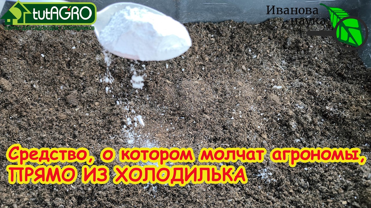 Добавьте 1 ЛОЖКУ в почву, и вы не узнаете свой огород: результат уже через нед?