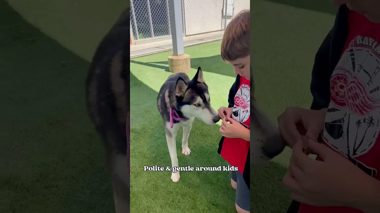 Enlarge Nanook, a ADOPTABLE mixed breed in Rancho Palos Verdes, CA video 6/6