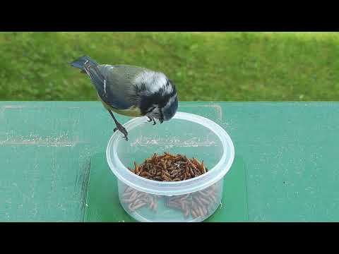 2018 05 12 Die Blauen verfüttern nun auch Buffalos