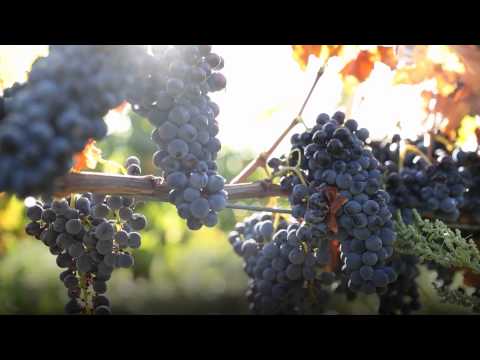 Film Chateauneuf du Pape-UK