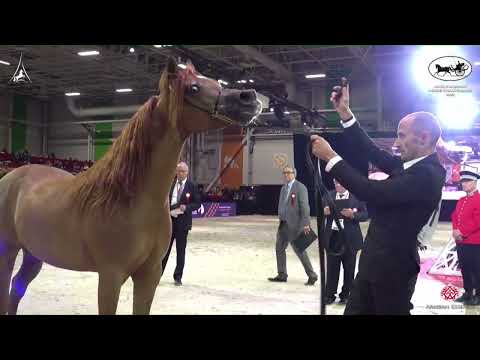 N 113 PEGASE DU CASTEL   World Arabian Horse Championship 2022   PARIS   Senior Stallions Section B