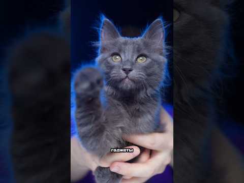 Мой кот оценивает новые кото гаджеты (ч. 2) #находкисвб #товарыozon #обзор #обзорывб