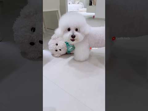 Took the dog's brother out of the house 🏠 🐕🥺