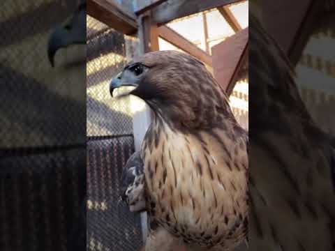 Real voice of eagle 🦅!!#eagle #viral #trending #firstvideo #shorts #like #subscribe #short