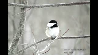 【大塚愛/Ai Otsuka】羽ありたまご ピアノカバー／Haneari Tamago piano cover