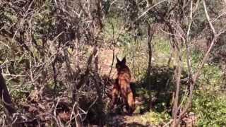 preview picture of video 'Caracal on Hoogekraal Farm'