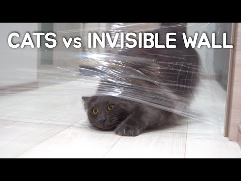 Cats vs Invisible Wall