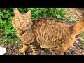 The Beautiful Tabby Cat And Her Friends Were Very Hungry