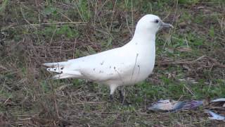 preview picture of video 'Ivory Gull (Pagphila eburnea) in Yorkshire'