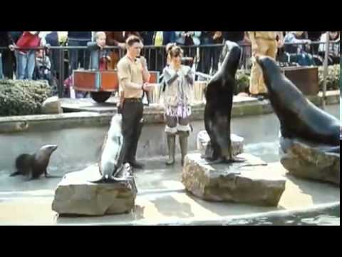 Jerry B. Anderson Short Synchro - Der Seelöwenbimmser