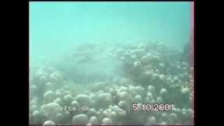 preview picture of video 'Porites Coral Spawning'