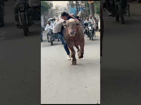 It is my habit to fall and then get up 😎….#reaction #shorts #animal #funny