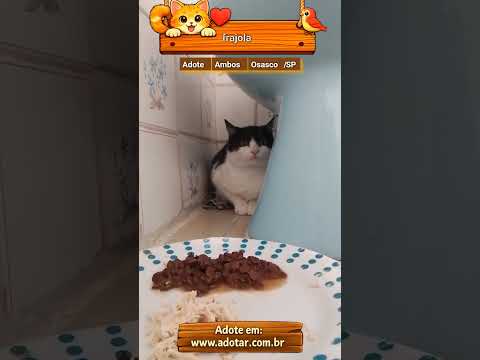 Vídeo de frajola  gata