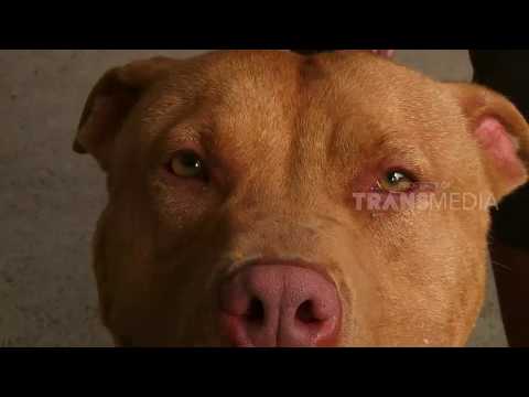 SI OTAN | SI MENGGEMASKAN DAN GAHAR (27/07/18) 3-3