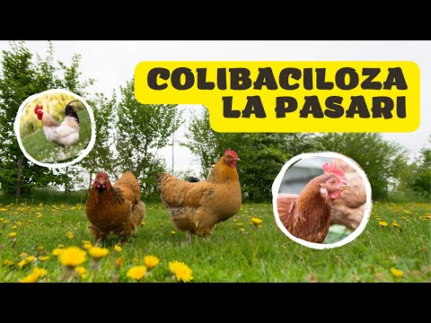 Ce este COLIBACILOZA ce fel de boala a pasarilor de curte?