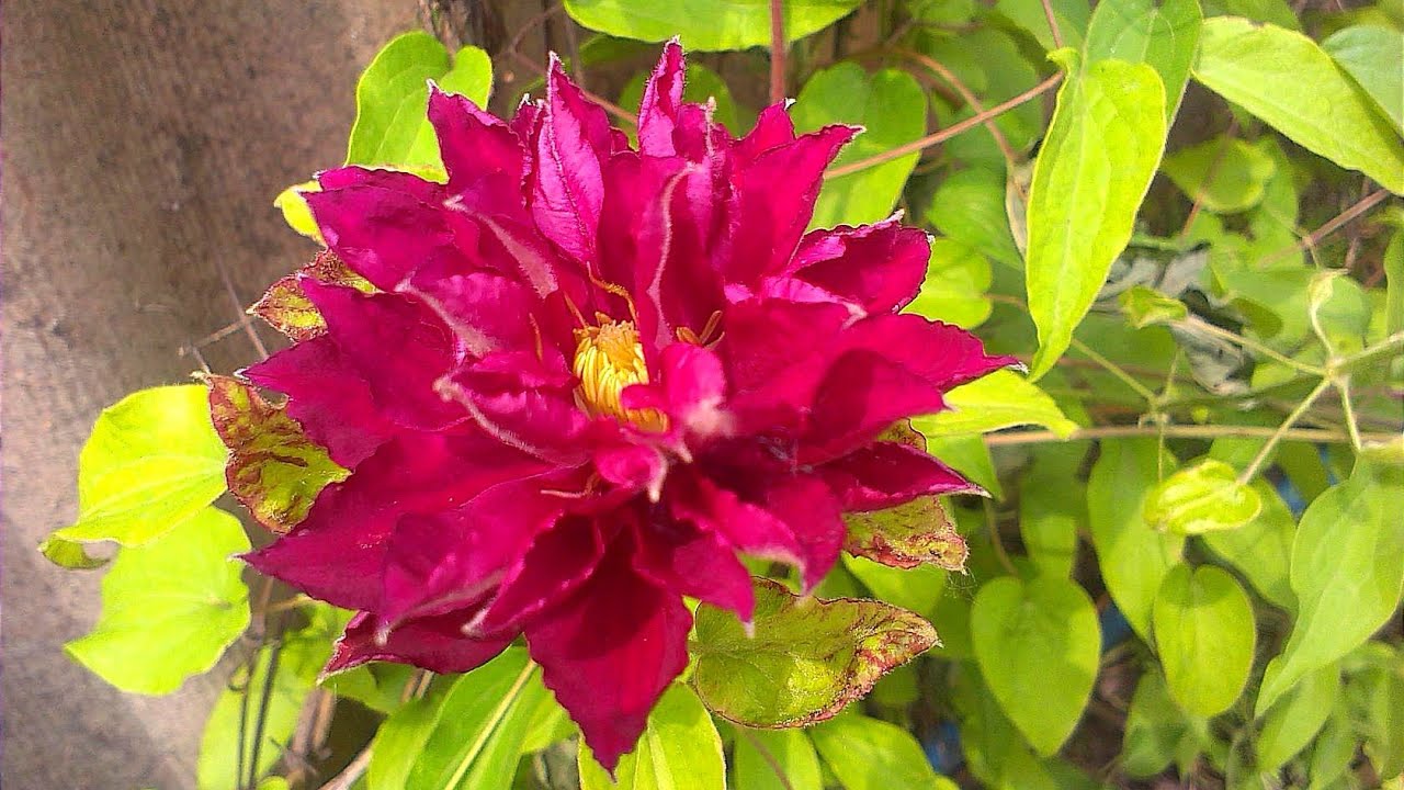 Размножение клематисов весной