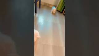 German Spitz (Klein) Puppies Videos