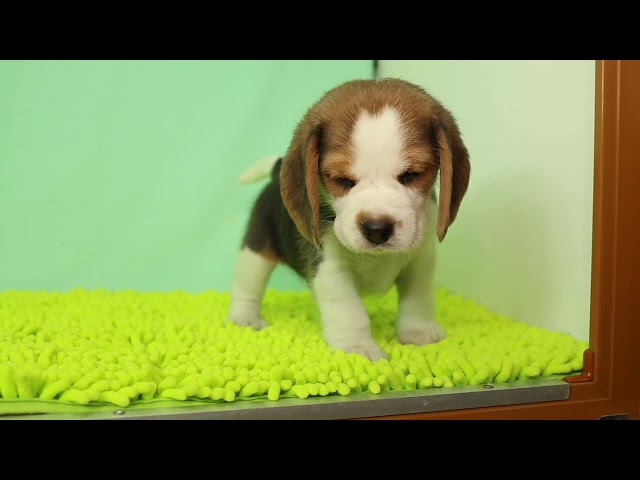 ブリーダー/ショップマロニエケンネル MARRONNIER KENNELのビーグルで番号が2745です