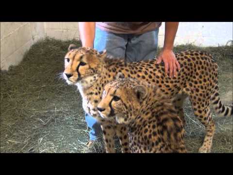 Cheetahs with Luke at Southwick's Zoo in Mendon MA