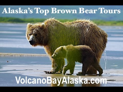 Alaska Grizzly Bear Tours hosted by naturalist Reno Sommerhalder at Volcano Bay Alaska