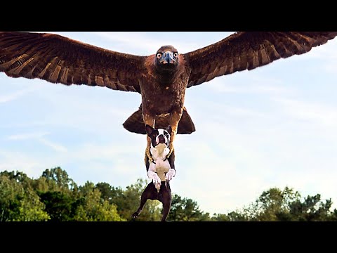 La escena del ataque del águila | Hijos De Perra | Clip en Español