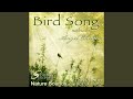 Bird Song with Angel Chimes (A Sound Sculpture)