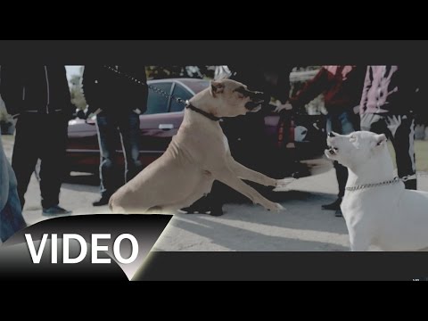 Dmitry Montana  - Cartierul Danuteni (Music Video)