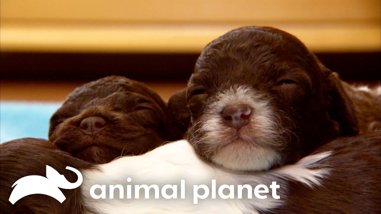 The Cutest Animals of SEASON 3! | Too Cute! | Animal Planet