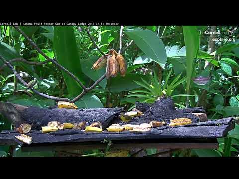 Red-legged Honeycreeper Feeds Young On The Feeder – July 11, 2019