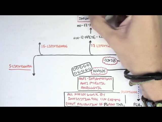 Part II - Aracidonic Acid Metabolites