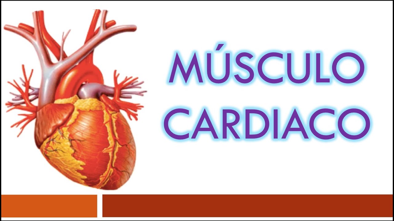 TEJIDO MUSCULAR: Músculo Cardiaco