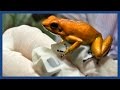 The golden poison frog: 'Like holding a loaded gun' | Guardian Docs